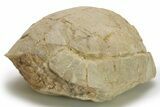 Inflated Fossil Tortoise (Stylemys) - South Dakota #280782-2